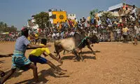 جشنواره رام کردن گاو در هند