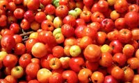 پذیرایی از المپیکی‌ها با 40 نوع میوه