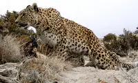 بودجه ای که به پلنگ‌های ایران نرسید...