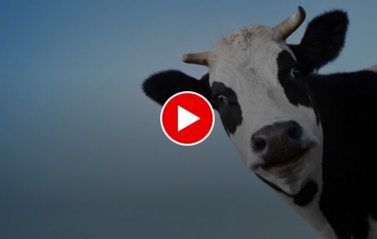 واکنش باورنکردنی دو گاو زیبا به ابراز احساسات یک مرد