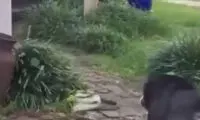 لحظه تکه‌پاره کردن یک مار سمی توسط سگ جسور