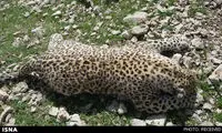 مرگ سومین پلنگ ایرانی در سال 94 +عکس