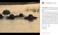 کیایی: گفتند نشان‌دادنِ گاومیش از عقب تحریک می‌کند!