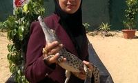 ملکه تمساح‌ها؛ مژگان، کروکودیل پرورش می‌دهد