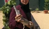 ملکه تمساح‌ها؛ مژگان، کروکودیل پرورش می‌دهد
