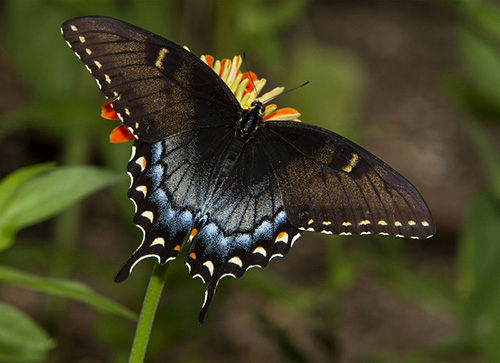 پروانه دم چلچله‌ای؛ از کرم عجیب تا پرواز زیبایی!