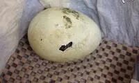 جوجه‌ پنگوئنِ مشهور آمریکایی! +عکس
