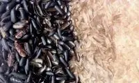 خانم ها از این ابتکار متنفرند! +عکس