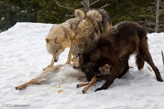 مبارزه خرس با گرگ ها