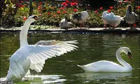 تصاویری از جشنواره لاله ها در کرج