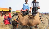 کشتار وحشیانه هزاران گاو در نپال (18+)