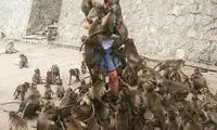 پذیرایی متفاوت میمون‌ها از یک توریست!
