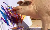 پیگکاسو؛ تنها خوک نقاش جهان