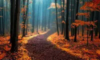 عکاس اهل چک، روایتگر رؤیایی‌ترین پاییزها