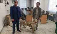 کشف پلنگ تاکسیدرمی شده در آمل