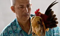 خروس 10 هزار دلاری! +عکس