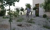 کاشت ۳۰ نهال امید در ۳۰ سالگی محک