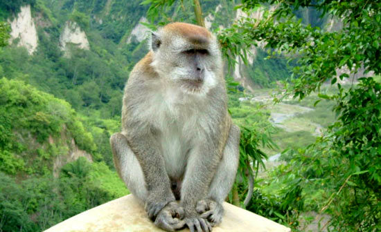 میمون هایی که از توریست ها باج می گیرند