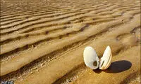 زیبایی خاص سواحل کنگان بوشهر +عکس