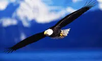 عقابی که مثل مرغ زندگی کرد و مرد