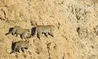 تصویری از زندگی خانواده یوز ایرانی در کوهستان