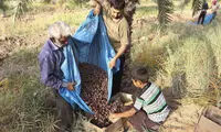 عکس: برداشت خرما در استان خوزستان
