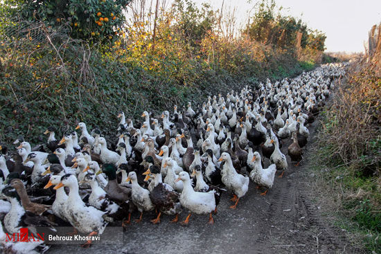 پرورش غاز و اردک در مازندران