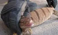 وحشت مردم از بزمجه 80 سانتي‌متري