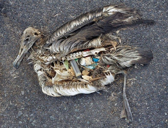 راز جسد پرنده های مرده +عکس