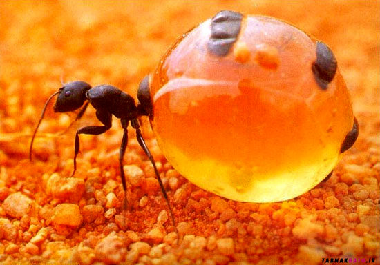 مورچه‌های شگفت انگیزی که عسل تولید می‌کنند