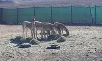 فرار گورخر‌ها تکذیب شد