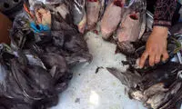 نسل‌کشی پرندگان مهاجر در خوزستان