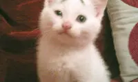 گربه اي با ابرو هاي ديدني! +عکس