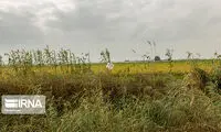 خشکی شالیزار‌های گلستان