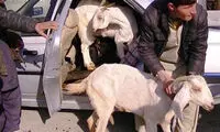 تصاویر: قاچاق بز به افغانستان در یک پژو 405!