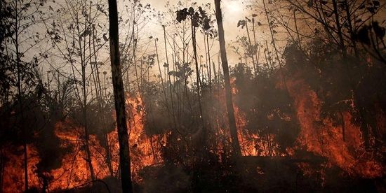 زمین ۶۴میلیون هکتار جنگل را از دست داده است
