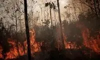 زمین ۶۴میلیون هکتار جنگل را از دست داده است