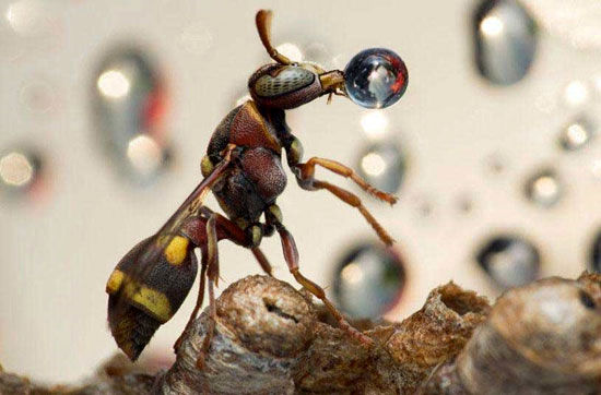 تصاویری شگفت‌انگیز از آب خوردن زنبور