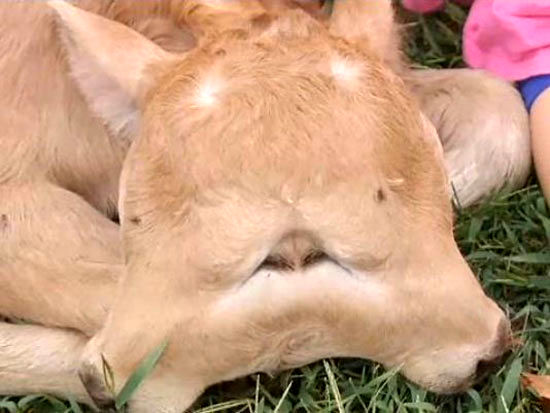 تولد گوساله دوسر در کنتاکی آمریکا