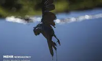 آفت مالچ پاشی در خوزستان