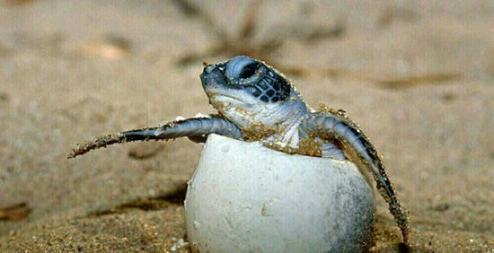 ۴۰درصد لاک‌پشت‌های دنیا در آستانه انقراض
