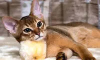 کدام نژاد‌های گربه شخصیت دوستانه‌تری دارند؟