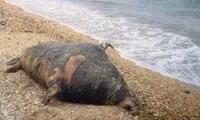 کشف لاشه ۱۷۰ فُک خزری در سواحل روسیه