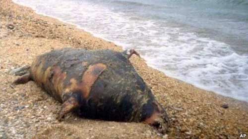 کشف لاشه ۱۷۰ فُک خزری در سواحل روسیه