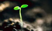 گیاهان مغز دارند و تصمیم می گیرند!