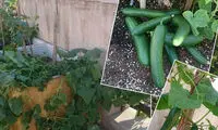عکس: محصول جدید حمید رسایی!