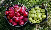 اتحادیه باغبان‌ها: کمبودی در تولید میوه نداریم