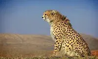 روز جهانی یوزپلنگ و زمانی برای از دست ندادن