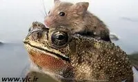قورباغه ناجی موش بیچاره شد +عکس