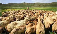 طنز؛ بیماری سیرابیشن ویتنام را فراگرفت!